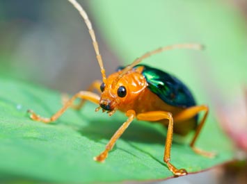 Bombardier Beetle