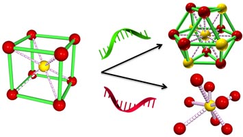 reprogramming DNA strands