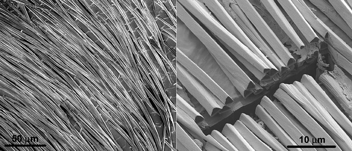 Scanning electron micrographs of the hair coating on the silver ant