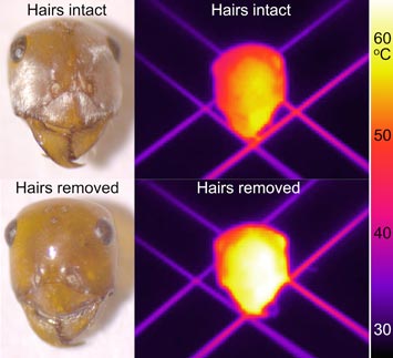 temperature of ant head with and without hairs