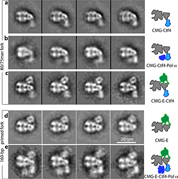 electron micrographs