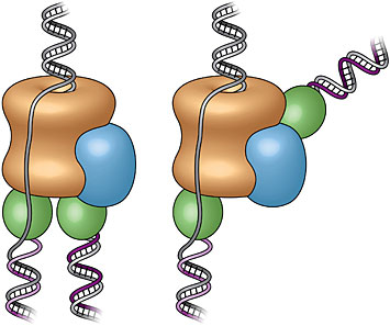 old textbook view of the replisome