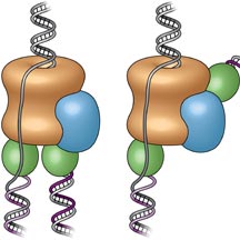 DNA-Copying Machinery