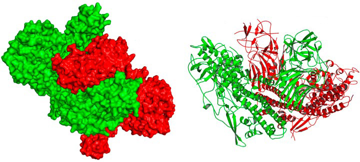 botulinum neurotoxin