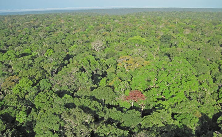 rainforest canopy