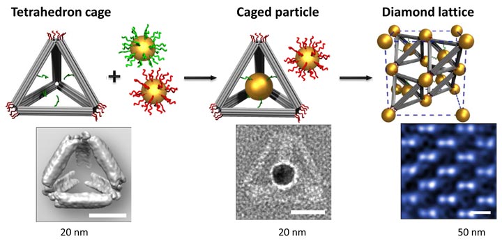 Schematic illustration of the experimental strategy