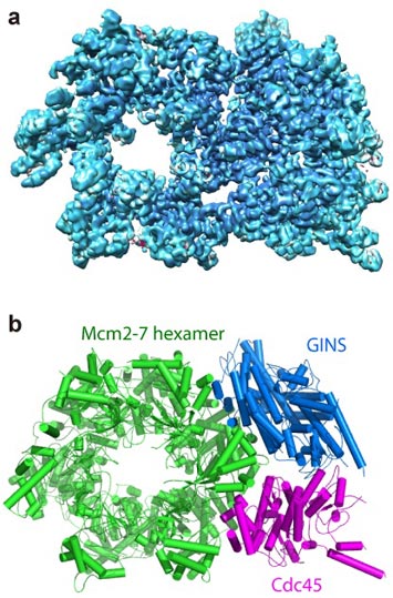 structure of the helicase protein complex