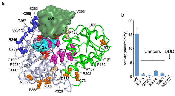 Crystal structure of the Rumi enzyme