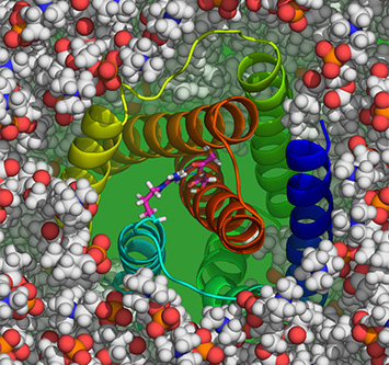 Calcium channel embedded in lipid bilayer