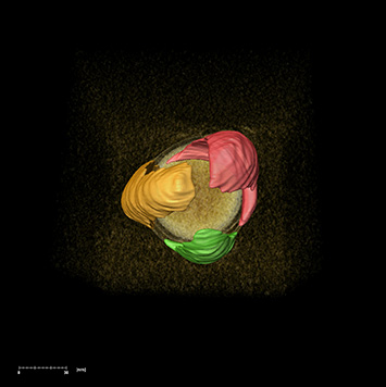 Golden Nanoparticle False Colors