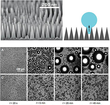 SEM image of self-assembled anti-fogging surface nanotexture