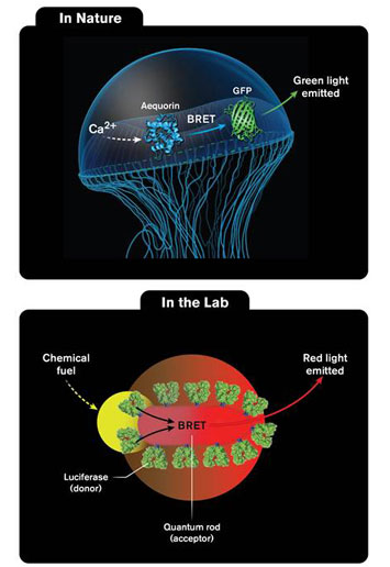 Jellyfish glow and luciferase enzyme