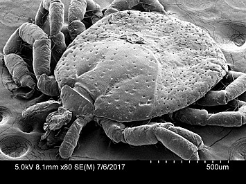 SEM image of a tick