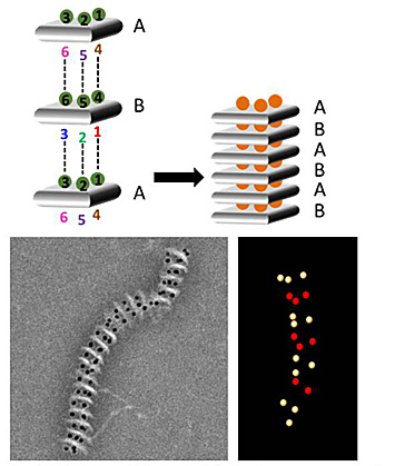 Schematic of the DNA self-stacking process