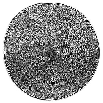 silica shell of the diatom Actinoptychus senarius