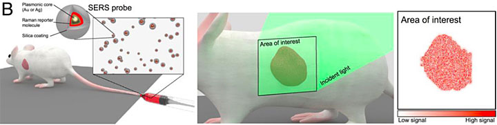 in vivo analysis in mouse model