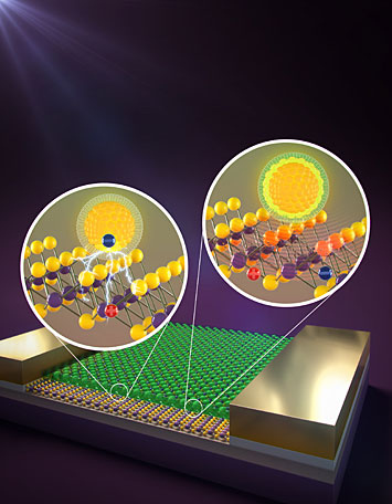 Field-effect transistor containing molybdenum disulfide