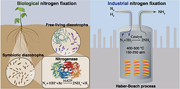 Nitrogen fixation