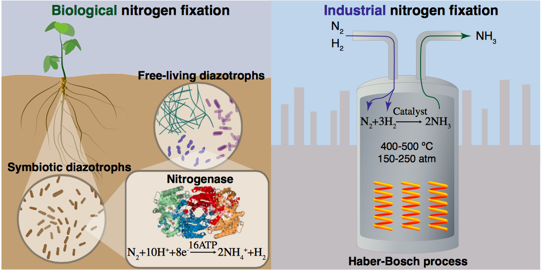 Какие организмы усваивают азот. Nitrogen fixation. Фиксация азота бактериями. Азотфиксация микроорганизмами. Биологическая фиксация азота.