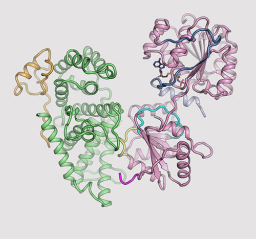 Illustration of three-dimensional (3D) structures for three proteins in the human nuclear pore compl