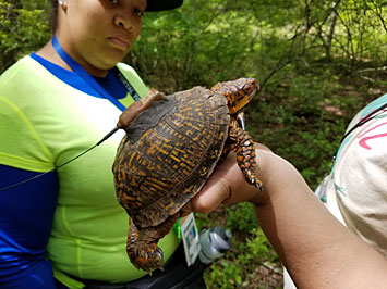 Precious Williams and box turtle