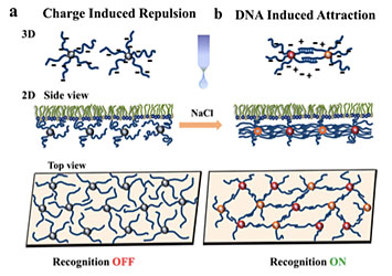 Tuning of 2D DNA-based nanoparticle