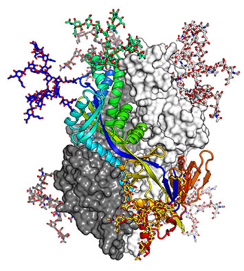 Structure of the pre-fusion hMPV F trimer