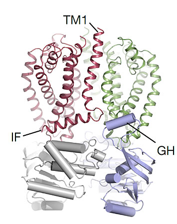 Wzm–Wzt O-antigen transporter