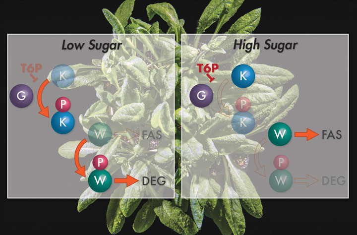 plant diagram