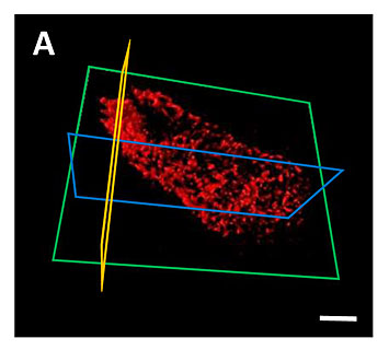 3-D view of the single bacteria