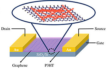 Cartoon of the graphene-P3HT nanowire hybrid field-effect transistor