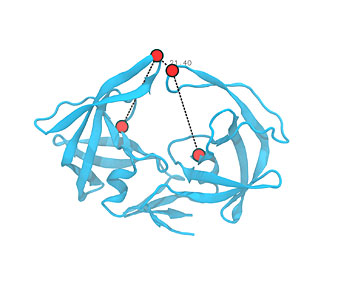 A molecular dynamics simulation of human immunodeficiency virus (HIV) protease