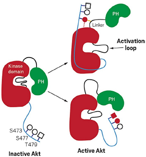 protein kinase activation