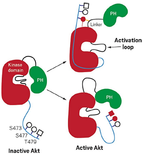 Akt1 activation mechanisms