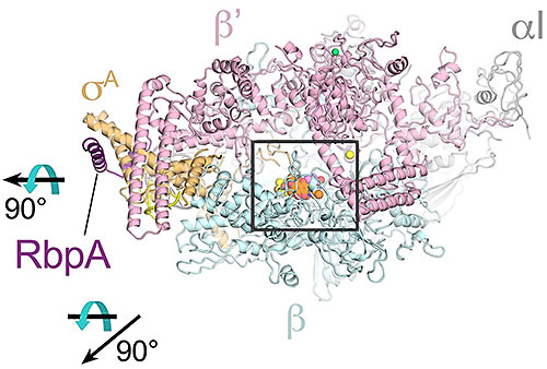 structural basis for Kang A inhibition of rifamycin resistant bacteria