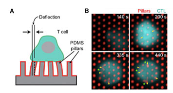 A schematic of the micropillar system.