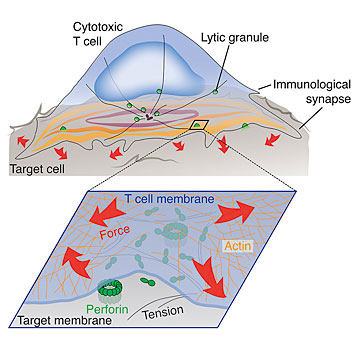 Image of immunological synapse