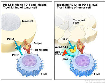 Checkpoint proteins