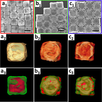 Image of the 3-D structure and chemical composition characterizations of the products obtained after