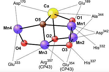 Proposed structure of the oxygen-evolving