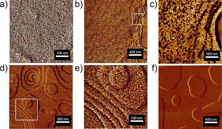 Atomic force microscope images of a sugar-polyolefin conjugate ultrathin film