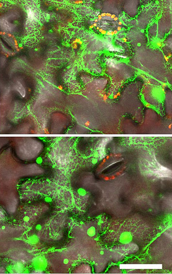 Image of <em>In vivo</em> interactions membrane steroid-binding proteins with a plant enzyme (C4H