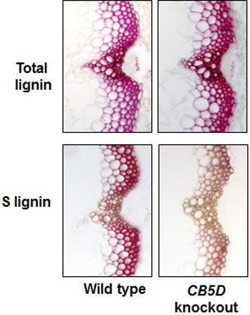 Image of cross-sections of Arabidopsis stems stained