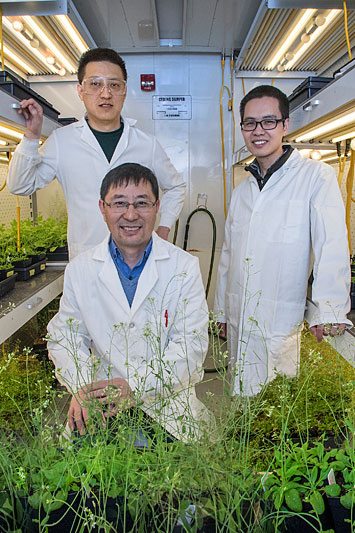 Photo of Chang-Jun Liu , Yanzhai Song, and Yunjun Zhao