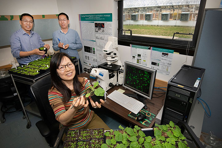 Photo of Changcheng Xu (rear, left), Linhui Yu, and Jilian Fan (seated)