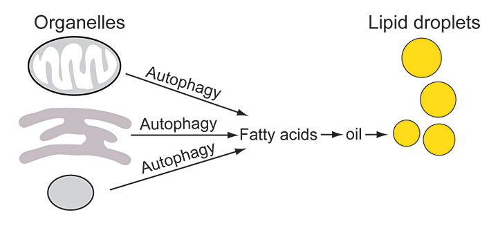 Schematic showing how  Brookhaven Lab scientists discovered a key role for autophagy in oil biosynth