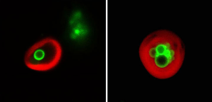 Image of  lipid droplets (green) enclosed within plant cell vacuoles (red-labeled membranes).