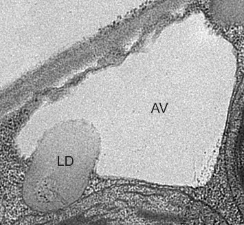 An electron micrograph showing a plant cell vacuole (AV) engulfing a lipid droplet (LD)