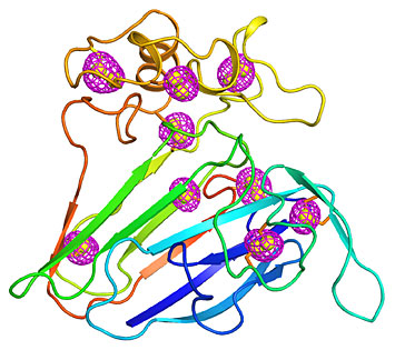 A cartoon representing the structure of a well-studied plant protein