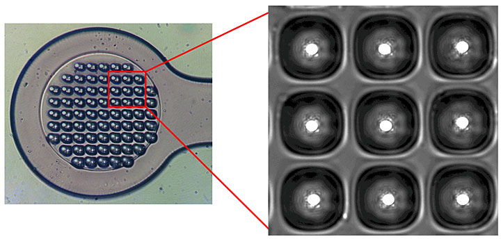 Micro-patterned sample grids for manipulation of microcrystals.